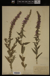 Image Associated With the Occurrence