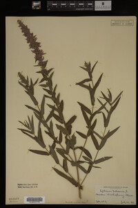 Image Associated With the Occurrence