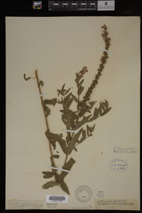 Image Associated With the Occurrence
