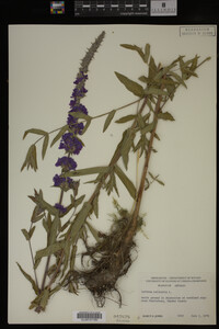 Image Associated With the Occurrence