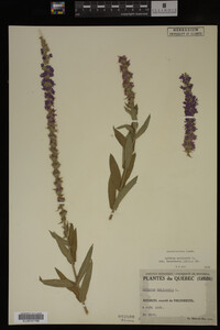 Image Associated With the Occurrence