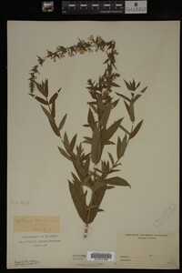 Image Associated With the Occurrence