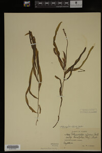 Potamogeton alpinus image