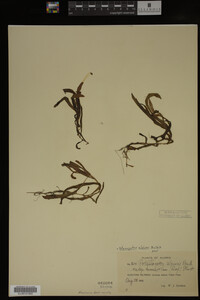 Potamogeton alpinus image