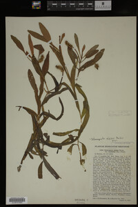 Potamogeton alpinus image