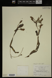 Potamogeton alpinus image