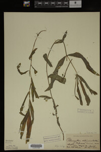 Potamogeton alpinus image