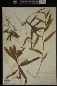 Potamogeton alpinus image