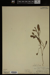 Potamogeton alpinus image