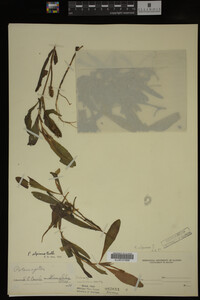 Potamogeton alpinus image