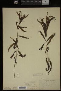 Potamogeton alpinus image