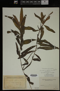 Potamogeton alpinus image