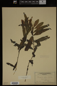 Potamogeton alpinus image