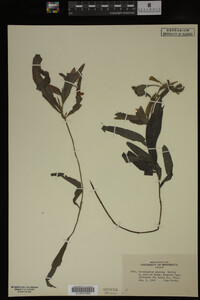 Potamogeton alpinus image