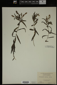 Potamogeton alpinus image