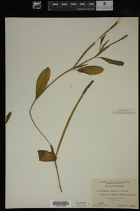 Potamogeton alpinus image