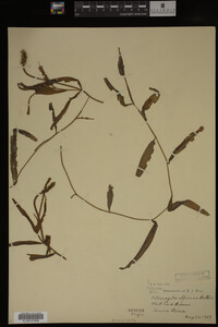 Potamogeton alpinus image