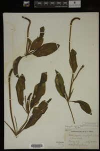 Potamogeton alpinus image