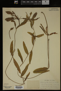 Potamogeton alpinus image