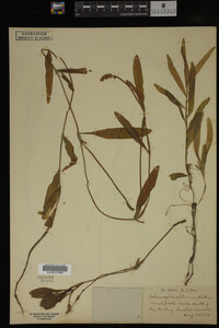 Potamogeton alpinus image