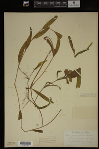 Potamogeton alpinus image