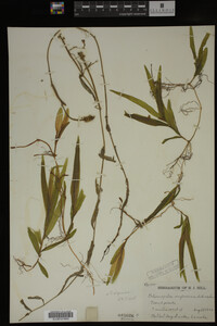 Potamogeton alpinus image