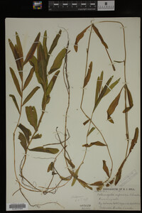 Potamogeton alpinus image