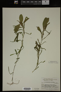 Potamogeton alpinus image