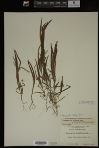 Potamogeton alpinus image