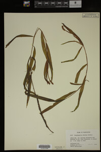 Potamogeton alpinus image