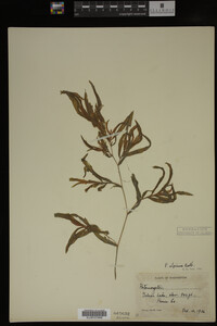 Potamogeton alpinus image