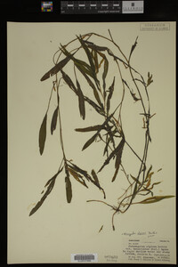 Potamogeton alpinus image