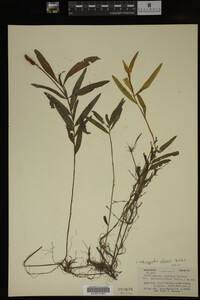 Potamogeton alpinus image