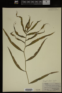 Potamogeton alpinus image