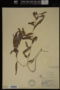 Potamogeton alpinus image