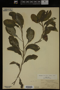 Potamogeton amplifolius image