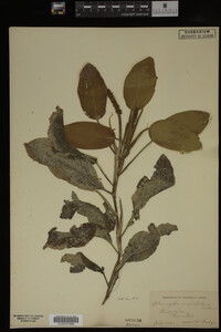 Potamogeton amplifolius image