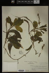 Potamogeton amplifolius image
