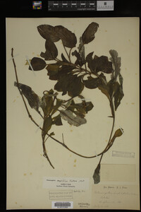 Potamogeton amplifolius image
