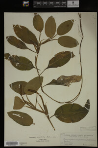Potamogeton amplifolius image