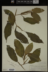 Potamogeton amplifolius image