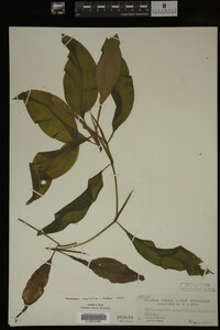 Potamogeton amplifolius image