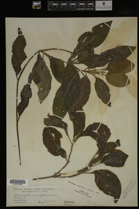Potamogeton amplifolius image