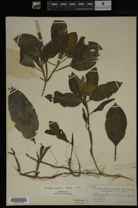 Potamogeton amplifolius image
