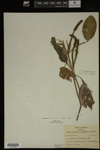 Potamogeton amplifolius image