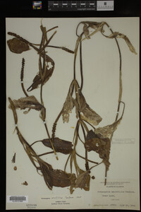 Potamogeton amplifolius image