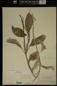 Potamogeton amplifolius image