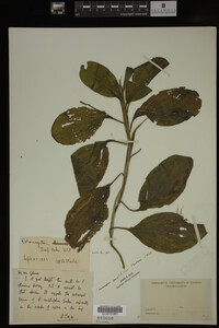 Potamogeton amplifolius image