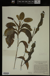 Potamogeton amplifolius image