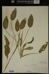 Potamogeton amplifolius image